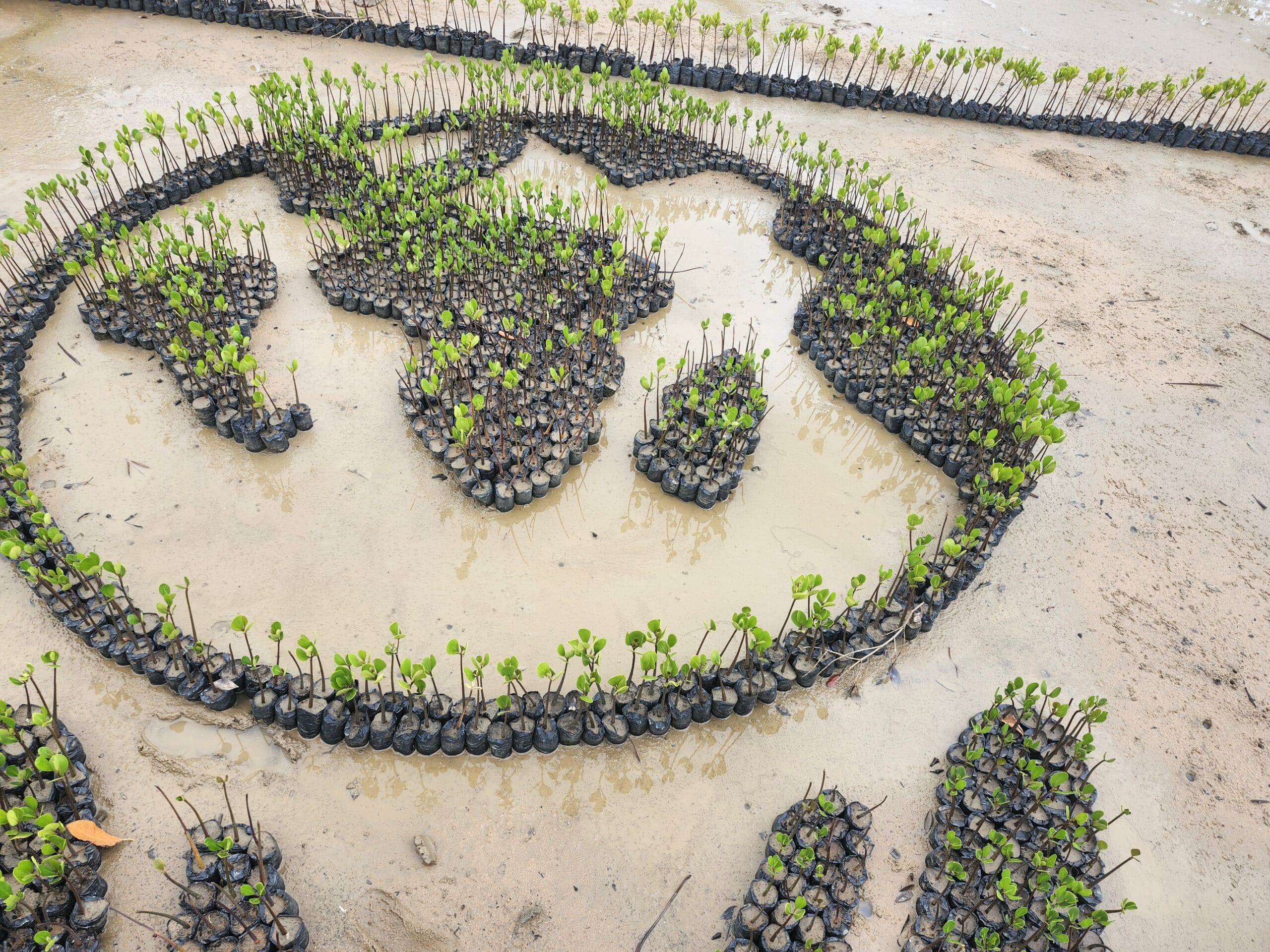 EarthLungs tree planting